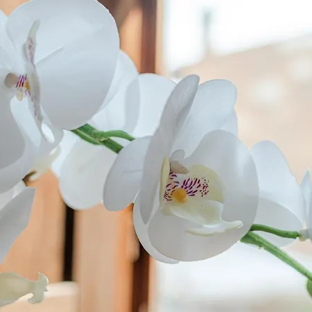 Lejlighed Nel Cuore Della Toscana Con Piscina *